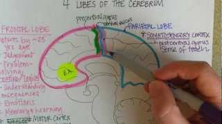 Lobes of the Cerebrum [upl. by Sackville]