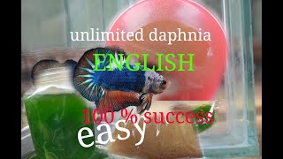 daphnia moina culture Easy way Unlimited production English  with sub Green water Chlorella [upl. by Arrio]