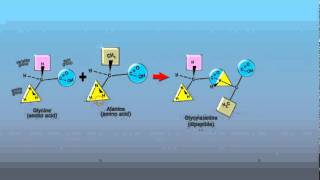 Peptide Bonds [upl. by Repotsirhc]