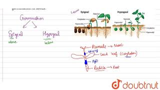 How do you distinquish between hypogeal germination and epigeal germination  What is the role of [upl. by Helgeson]