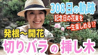 【バラ】切りバラの挿し木  お花屋さんで購入したバラを一生楽しめる  父の日に贈った記念のバラの308日後の様子が凄すぎるっ！【ガーデニング】 [upl. by Murvyn375]