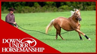 Clinton Anderson Training a Rescue Horse Part 6  Downunder Horsemanship [upl. by Tace]