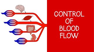 45 Cardiovascular Physiology Control of blood flow [upl. by Oremodlab268]