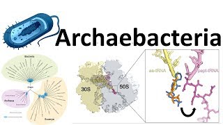 Archaebacteria introduction [upl. by Annaitsirk]