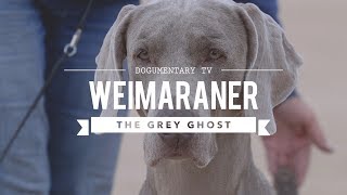 WEIMARANER BIG GAME HUNTER TO BIRD DOG [upl. by Mendes]