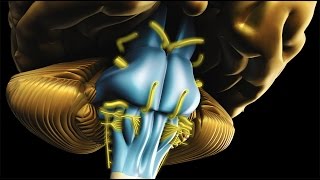 Neuroanatomy  The Brainstem [upl. by Shana]