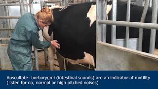 Abdominal examination in ruminants [upl. by Pavier]