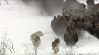 Best Wild Animal Chases  Top 5  BBC Earth [upl. by Dwain]