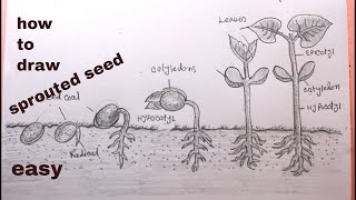 How TO Draw bean seed germinationdraw sprouted seed step by step [upl. by Dennard]