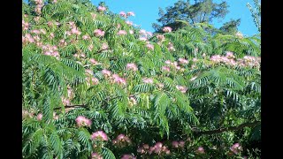 Mimosa Tree Albizia julibrissin Bark Tincture [upl. by Lydia]