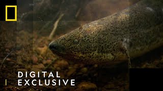 The African Lungfish  National Geographic UK [upl. by Eecart64]