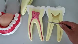 VÍDEO AULA PRÁTICA DE ANATOMIA DO DENTE [upl. by Doralin934]