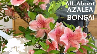 Azalea Bonsai ft Korin  Greenwood Bonsai [upl. by Itsim]