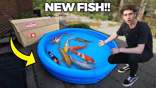 UNBOXING MY NEW PET KOI FISH for BACKYARD POND [upl. by Hartmunn]