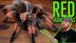 Top 10 RED Tarantulas that YOU NEED [upl. by Eisnyl]