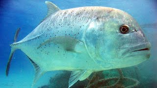 Facts The Giant Trevally [upl. by Ludmilla]