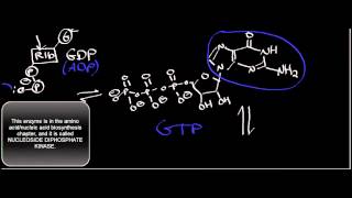 Biochemistry  SuccinylSCoA Synthetase Mechanism [upl. by Izawa]