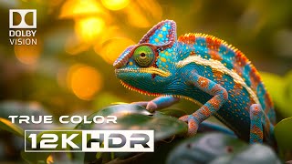 Real 12k HDR Dolby Vision [upl. by Jacquenetta549]