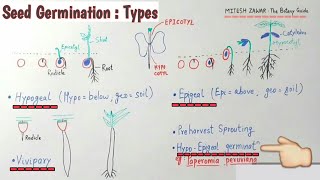 Seed Germination Types  Hypogeal Epigeal Vivipary amp Hypoepigeal germination  Types of Germination [upl. by Rosanna]