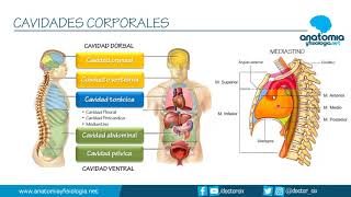 CAVIDADES CORPORALES  Resúmenes de Anatomía y Fisiología [upl. by Lesnah884]