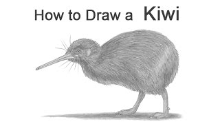 How to Draw a Kiwi Bird [upl. by Ettevroc510]