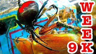 Deadly Redback Spiders Giant Beetle Bug Battle Week 9 [upl. by Bessie]