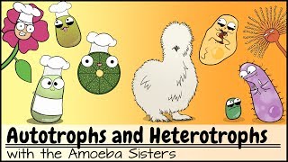 Autotrophs and Heterotrophs [upl. by Eynaffit]