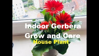 How to Grow and Care for Indoor Gerbera Plant  House plant care  Gerbera daisy  Know This Today [upl. by Ferdy]