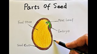 Parts of Seed Drawing [upl. by Laertnom]