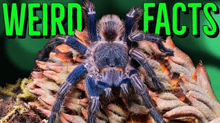 10 STRANGE Tarantulas FACTS You Wont Believe [upl. by Ledniahs]