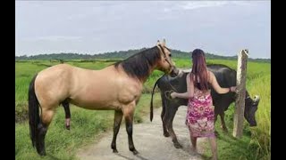 My sister training care her lovely horse in beginner 2021 [upl. by Eskill666]