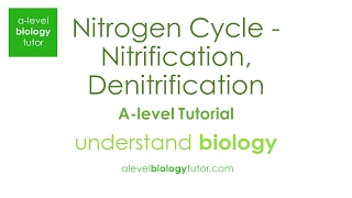 Nitrogen Cycle  Nitrification Denitrification Nitrosomonas OCR A Eduqas Edexcel AQA [upl. by Feliks2]