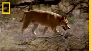 Kangaroo vs Dingo  National Geographic [upl. by Cardwell]