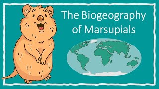 The Biogeography of Marsupials [upl. by Silda283]