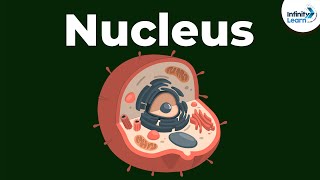 Nucleus  Cell  Infinity Learn [upl. by Tacye]