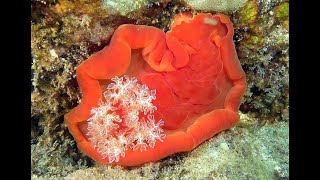 Spanish Dancer Nudibranch [upl. by Yrome]