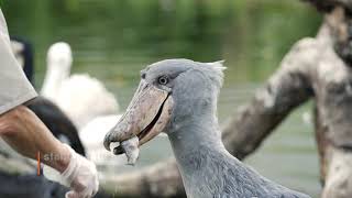 5 Facts About Shoebills [upl. by Olwena480]