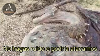 7 Dragones Captados En Video y Vistos En la Vida Real [upl. by Htesil798]