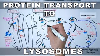 Lysosomal Protein Targeting [upl. by Niahs]