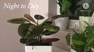 Maranta  Prayer Plant  Nyctinastic Movement Timelapse  Timelapse Videos [upl. by Gayelord880]