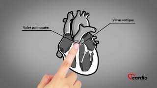 Anatomie du coeur  version française [upl. by Letitia]