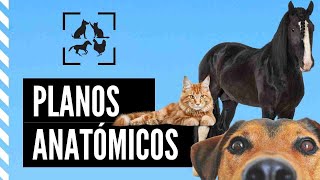 ANATOMÍA VETERINARIAPLANOS ANATÓMICOSTERMINOLOGÍA [upl. by Aicital948]