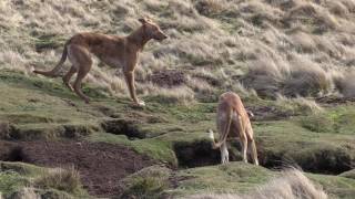 Working Lurchers The calm before the storm [upl. by Atirres39]