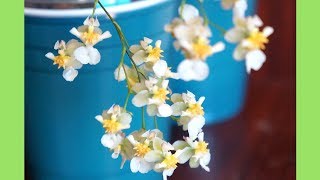 Orchid  Care Tips and Blooms for Oncidium Twinkle White Fantasy  Semi Hydroponics [upl. by Litman]