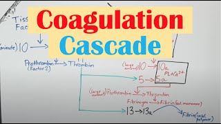 Coagulation Clotting Cascade and Secondary Hemostasis [upl. by Bolt]