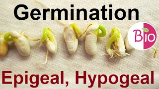 Germination Epigeal and Hypogeal by Simply The Best BIO [upl. by Veats]