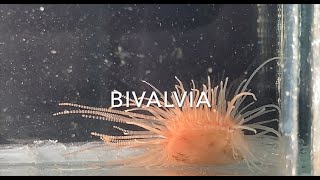 Bivalvia [upl. by Inafetse]