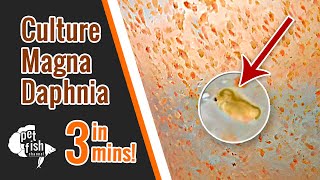 How to culture DAPHNIA MAGNA  The easy way [upl. by Cornelius]