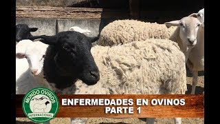 Enfermedades en ovinos parte 1 [upl. by Aicetal]