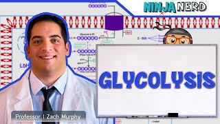 Metabolism  Glycolysis [upl. by Wahs]